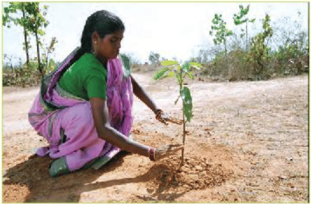 Whose Forests? Class 5 Notes EVS Chapter 20