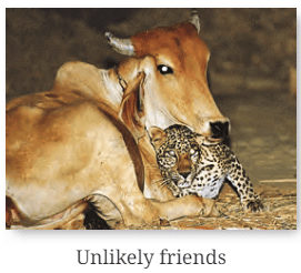 The Unlikely Best Friends NCERT Solutions | English Class 6 (Honeysuckle)