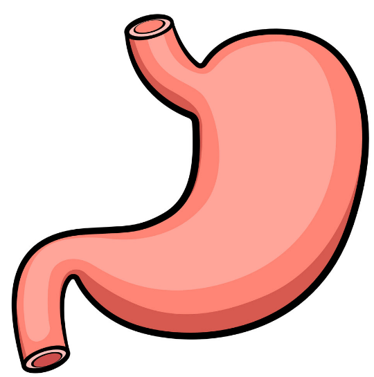 From Tasting to Digesting - 1 Class 5 Worksheet EVS Chapter 3