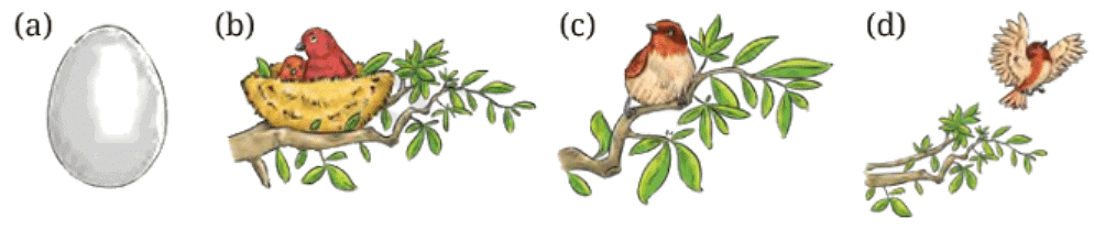 What a Bird Thought NCERT Solutions | English Class 6 (Honeysuckle)