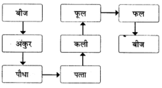 पेड़ की बात NCERT Solutions | Hindi for Class 6