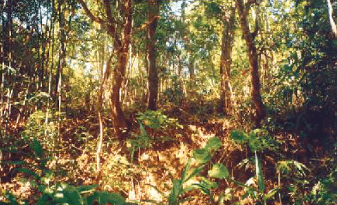 Whose Forests? Class 5 Notes EVS Chapter 20