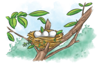 What a Bird Thought NCERT Solutions | English Class 6 (Honeysuckle)