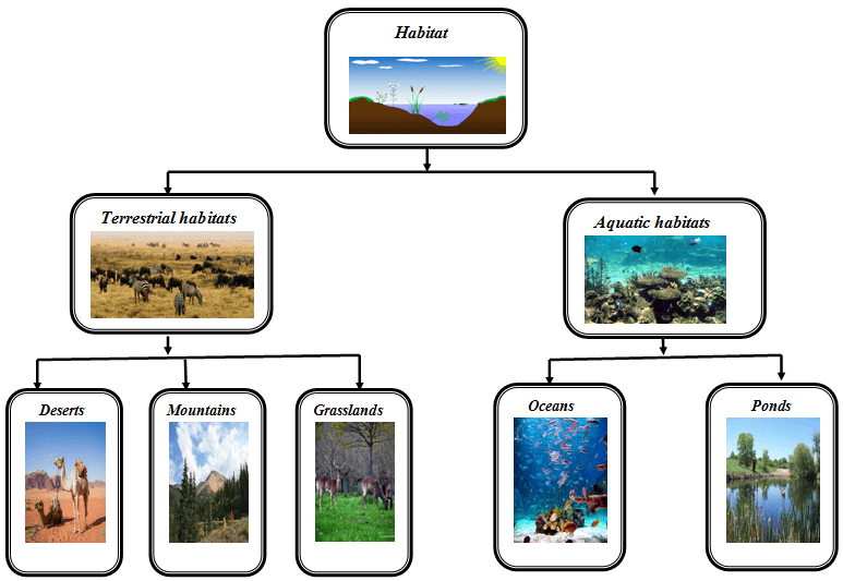 Living Organisms and Their Surroundings Chapter Notes | Basic Science for JSS 2