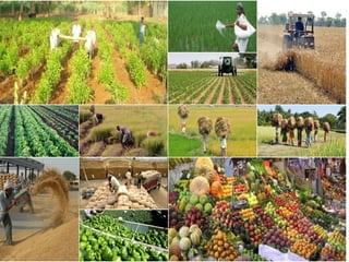 Agricultural Patterns in India Chapter Notes | Footprints Class 7: Book Solutions, Notes & Worksheets