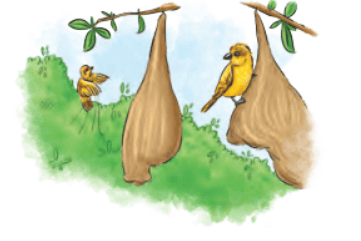 What a Bird Thought NCERT Solutions | English Class 6 (Honeysuckle)