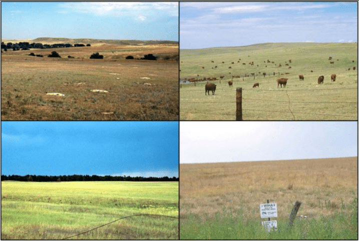 The Temperate Grasslands: Prairies - 1 Class 5 Worksheet SST