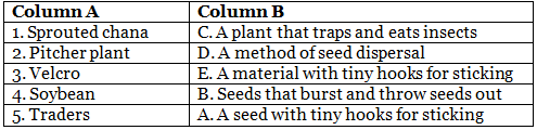 Seeds and Seeds - 2 Class 5 Worksheet EVS Chapter 5