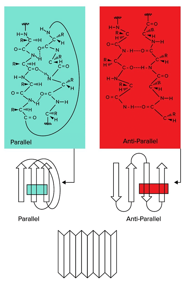 Beta Sheets, Another Form of Secondary Structure, Can Be Classified As Parallel or Antiparallel.