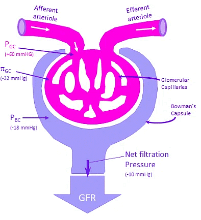Renal physiology: Glomerular Filtration | Biology for MCAT