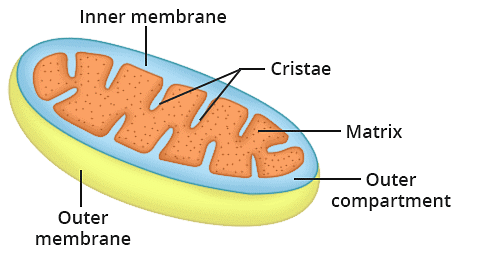Cellular Organelles and Structure | Biology for MCAT