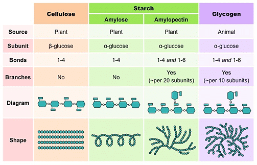 Carbohydrates- Monosaccharides, Disaccharides, Polysaccharides | Biology and Biochemistry for MCAT