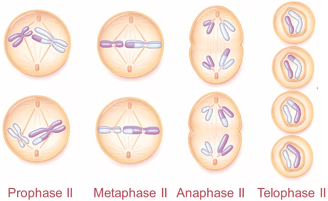 2. Meiosis II: Mitosis for Haploid Cells