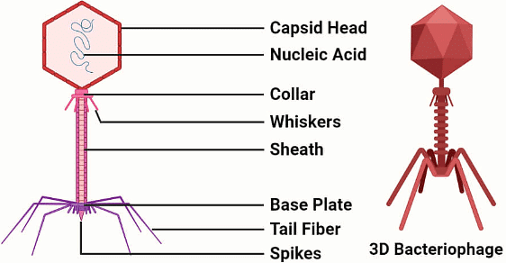 Structure of Bacteriophage. Created with BioRender.com.