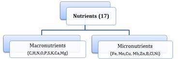 Mineral Nutrition Chapter Notes | Biology for ACT
