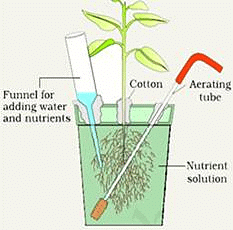 Mineral Nutrition Chapter Notes | Biology for ACT