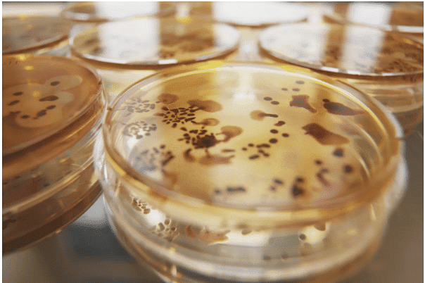 Campylobacter jejuni, shown here, is a microaerophilic organism requiring reduced levels of oxygen. C. jejuni is the bacterium which causes gastroenteritis.