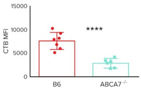 CTB Mean Fluorescence Intensity (MFI) Staining of Splenocytes From B6 And Abca7-/- Mice