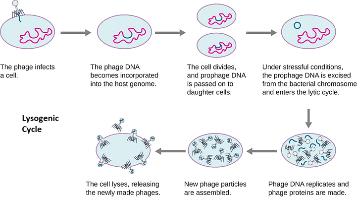 Lysogenic Cycle of Bacteriophage