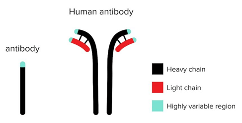 Mouse Antibody and Human Antibodies.