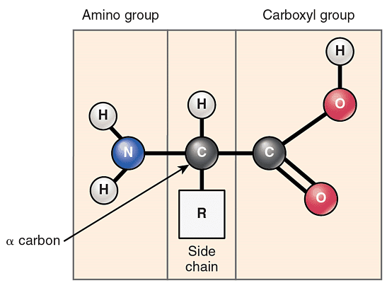 Diagram showing the basic structure of an amino acid.