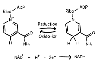 Unraveling the Intricate Process: Biological Oxidation of Alcohols | Organic Chemistry for MCAT
