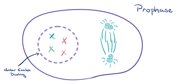 Mitosis: Unveiling the Intricacies of Cellular Division | Biology for MCAT