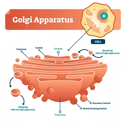Cellular Organelles and Structure | Biology for MCAT