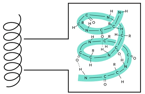 An Alpha Helix is an Extremely Stable Secondary Structure.
