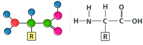 Amino Acid Structure | Biology and Biochemistry for MCAT