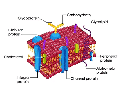 Cellular Organelles and Structure | Biology for MCAT
