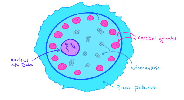 Egg Meets Sperm | Biology for MCAT