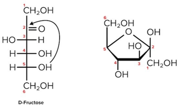 Cyclization of D-Fructose, A Hemiketal. The Second Carbon is Both the Site of Nucleophilic Attack and The Anomeric Carbon (As It Is Bonded To 2 Oxygen Atoms).
