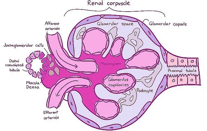 Renal physiology: Glomerular Filtration | Biology for MCAT
