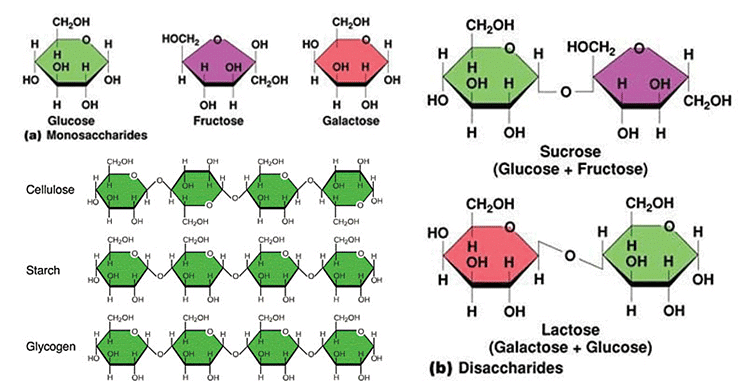 Carbohydrates- Monosaccharides, Disaccharides, Polysaccharides | Biology and Biochemistry for MCAT