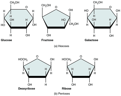 Carbohydrates- Monosaccharides, Disaccharides, Polysaccharides | Biology and Biochemistry for MCAT
