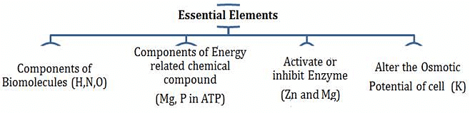 Mineral Nutrition Chapter Notes | Biology for ACT