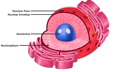 Cellular Organelles and Structure | Biology for MCAT