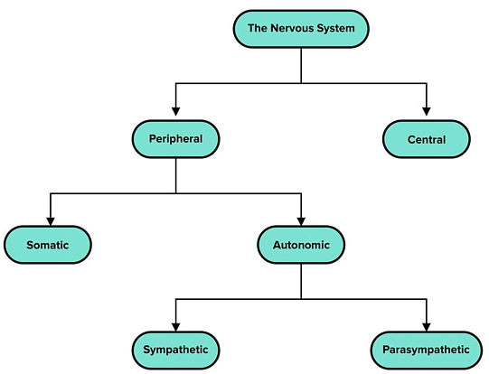 Divisions of the Nervous System