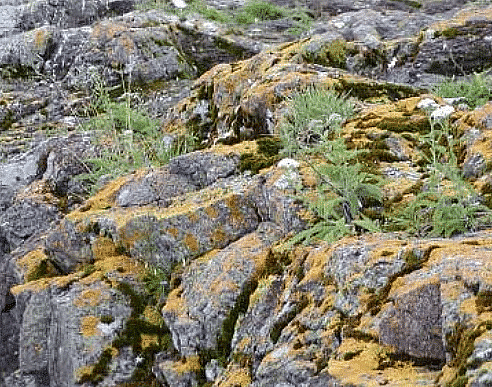 Weathering | Science for ACT