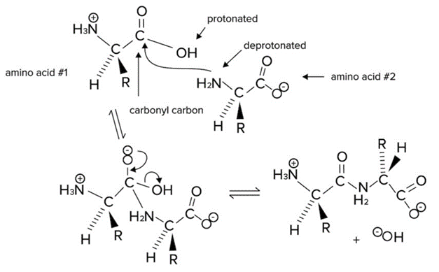 The Nucleophilic Substitution Reaction Leading to Formation of a Peptide Bond.