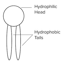 An Example of A Structural Lipid With A Hydrophilic Head and Two Hydrophobic Tails.