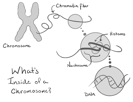 Mitosis: Unveiling the Intricacies of Cellular Division | Biology for MCAT