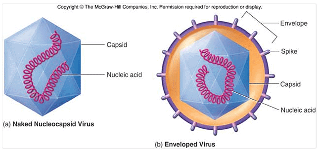 Viruses: Structure, Replication and Diagnosis | Biology and Biochemistry for MCAT