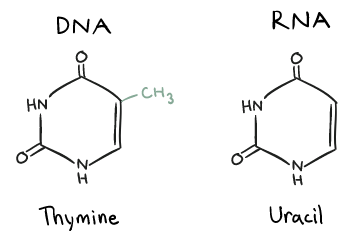Eukaryotic gene transcription: Going from DNA to mRNA | Biochemistry for MCAT