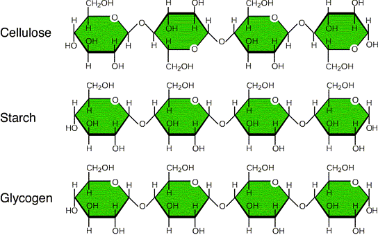 Carbohydrates- Monosaccharides, Disaccharides, Polysaccharides | Biology and Biochemistry for MCAT