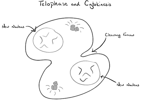 Mitosis: Unveiling the Intricacies of Cellular Division | Biology for MCAT