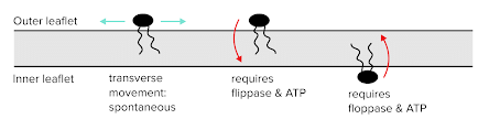 Dynamics Between Inner and Outer Leaflets