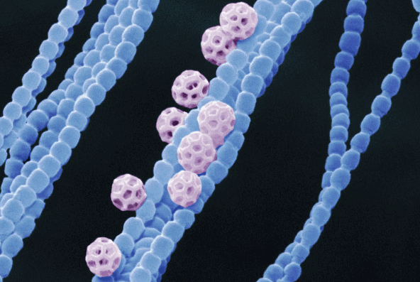 Cyanobacteria (blue) are photosynthesizing bacteria that are found in most habitats where water is present. Several spores (pink) are also seen.