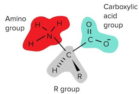 Each Amino Acid Has an Amino Group, An R Group, and A Carboxylic Acid Group.